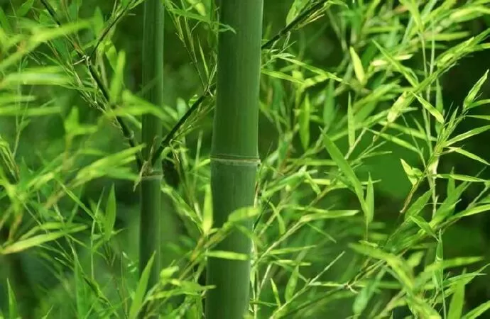 Cây Tre Việt Nam – Hoàng Hải
