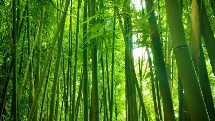 Anh Còn Nhớ Lũy Tre Làng Xưa – Lê Văn Hùng