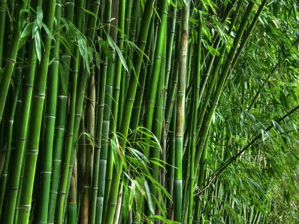 Cây tre Việt Nam - Hà Đỗ Tú
