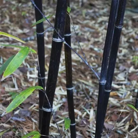 Cây tre - Khuyết danh