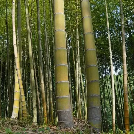 Cây Tre Trăm Đốt – Bùi Thị Ngọc Điệp