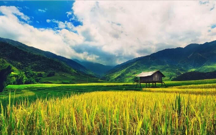 Cánh đồng quê - Đặng Xuân Linh