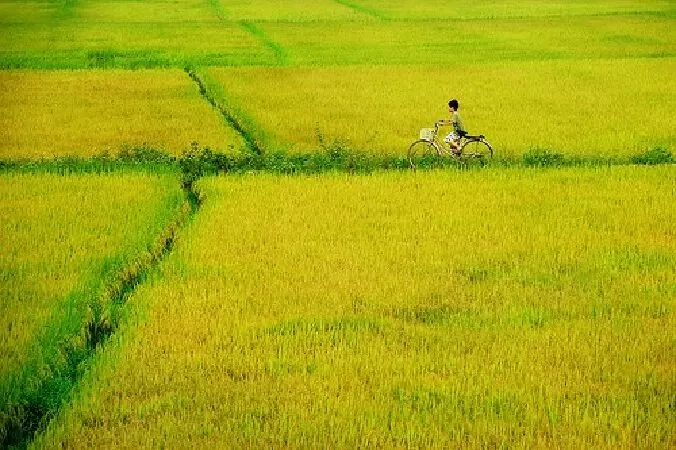 Bài ca cây lúa - Lê Chiên