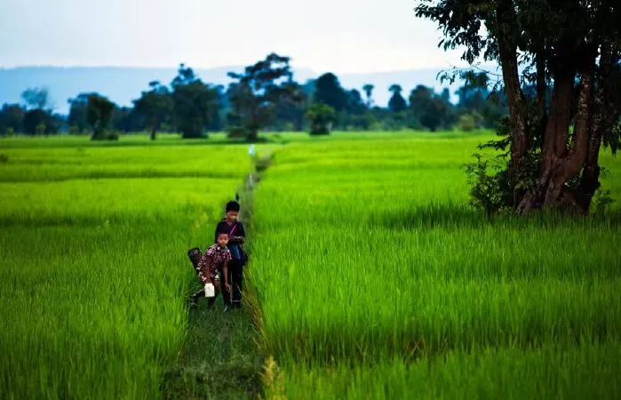 Vào mùa gặt - Quốc Phương