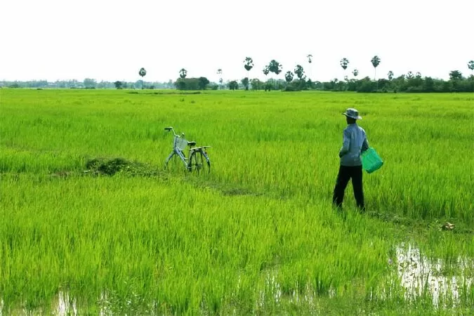 Cây lúa quê hương - Quang Nghĩa