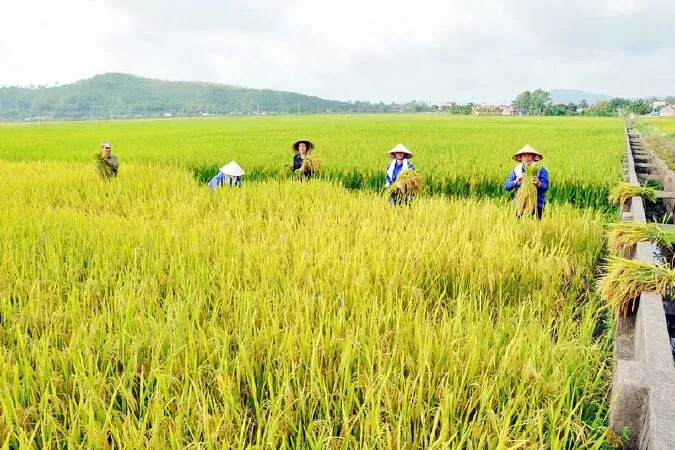 Vui mùa đổi mới - Hồng Phúc