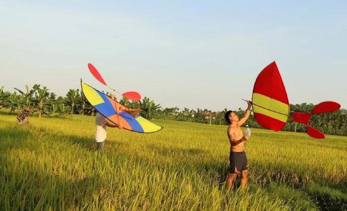 Bài ca cây lúa - Tím Bằng Lăng