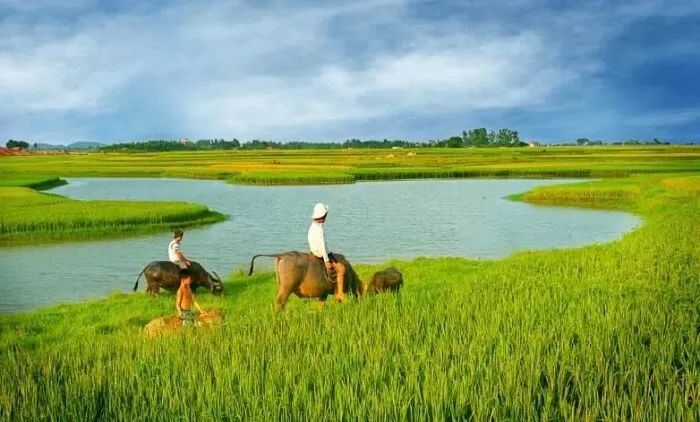 Cây lúa nước - Thọ Thật Thà