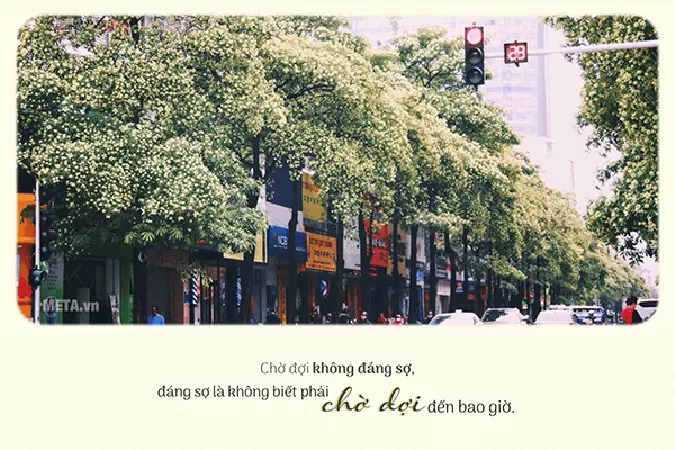 Nỗi buồn hoa sữa - Hoàng Minh Tuấn