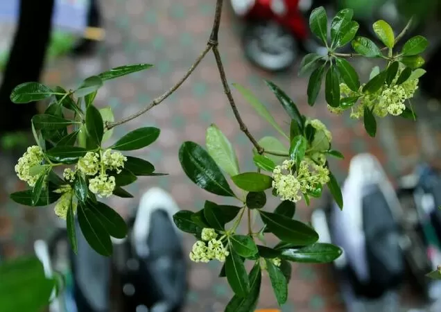Lục Bát Hoa Sữa - Vũ Dung
