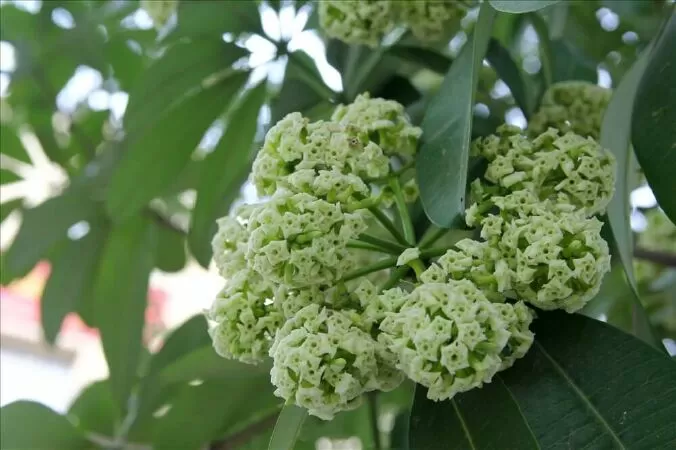 Bâng khuâng mùi hoa sữa - Chu Du