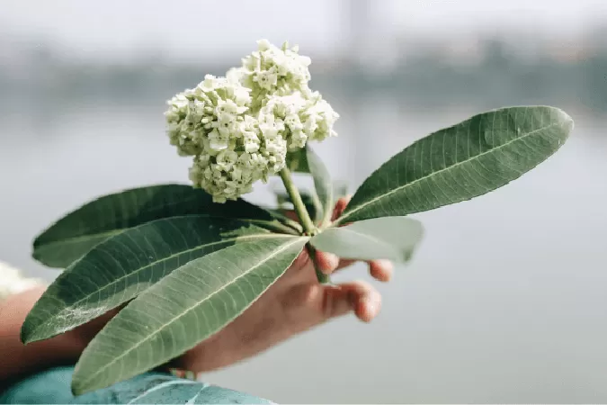 Hoa sữa - Nguyễn Hoàng Sơn