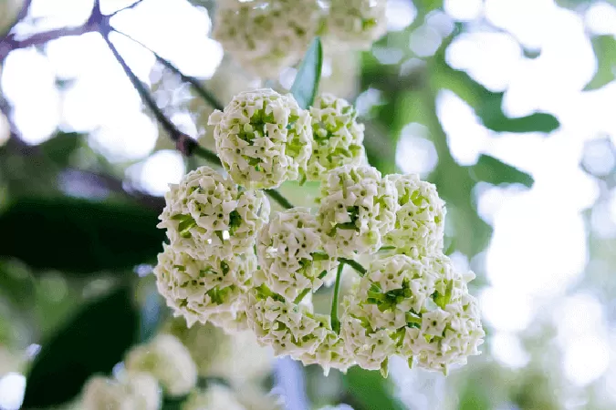 Mùa hoa sữa - Hồ Như