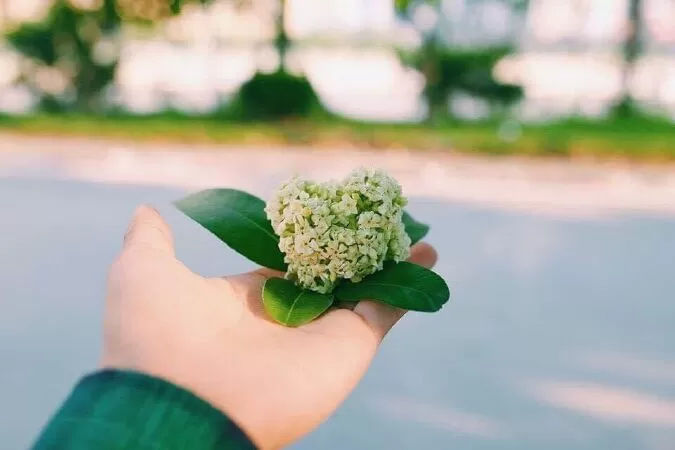 Chút tình hoa sữa - Tuyền Linh