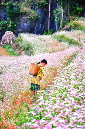 Vườn hoa tam giác