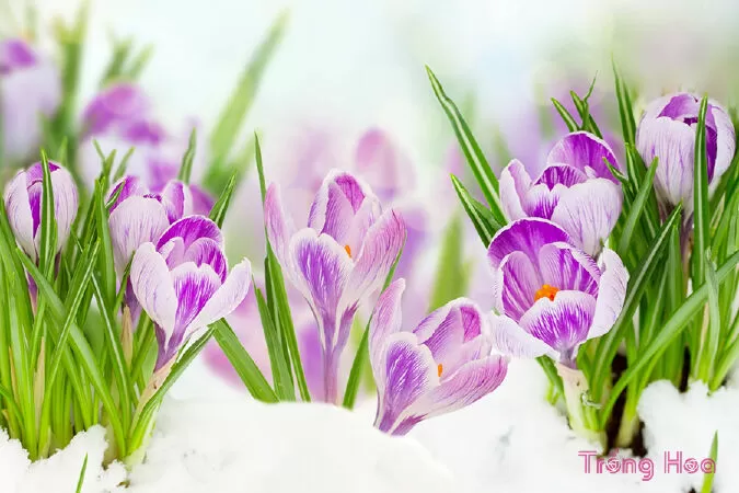 Hoa Crocus