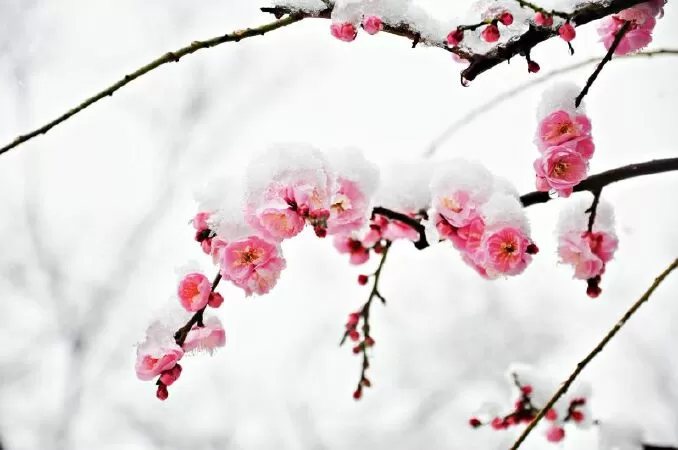 Hoa Mơ (Prunus mume)