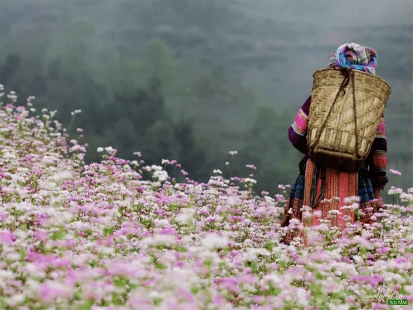 Hoa tam giác mạch( Buckwheat Flowers)- Hà Giang, Việt Nam