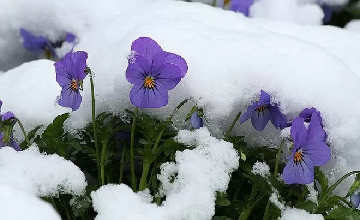 Hoa Viola