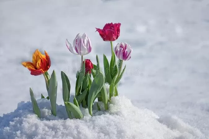 Hoa Tulip