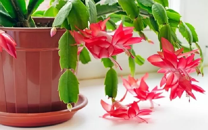 Cây xương rồng Giáng sinh