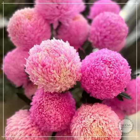 Blooms Flower Boutique & Events