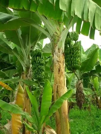 Cây chuối quê hương - Thiên Ân