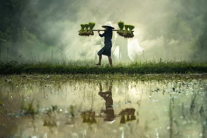 Cây lúa quê hương - Quang Nguyễn