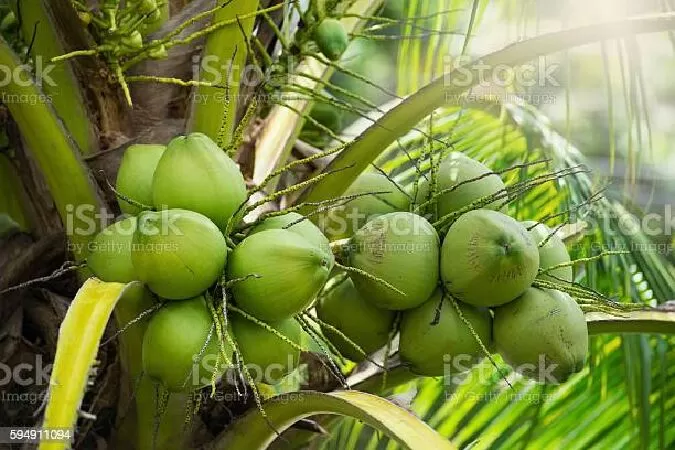 Nhớ dừa - Sưu tầm