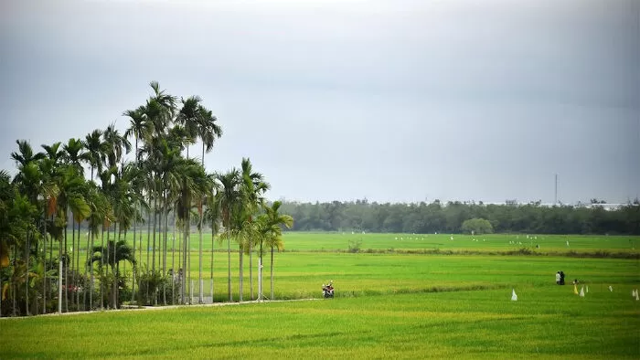 Cỏ Non xanh rì - Vũ Hoàng Phương Thảo