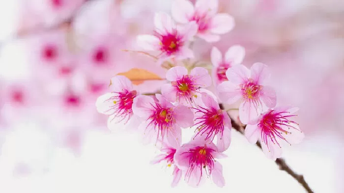 Hoa đào hoa mai - Lệ Bình