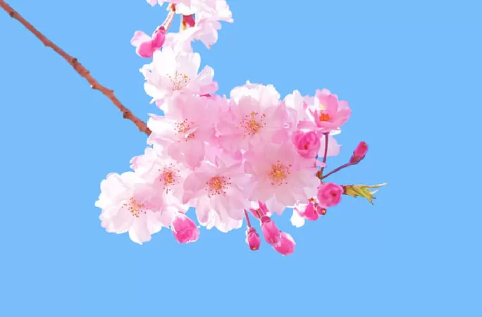 Có mùa hoa đào dấu trong mắt em - Nguyễn An Bình