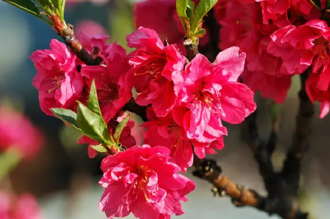 Cánh hoa đào - Nguyên Đỗ