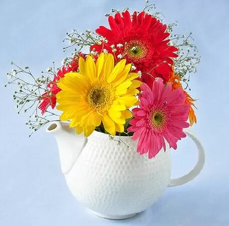 Hoa đồng tiền
