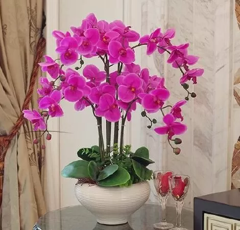 Lan hồ điệp