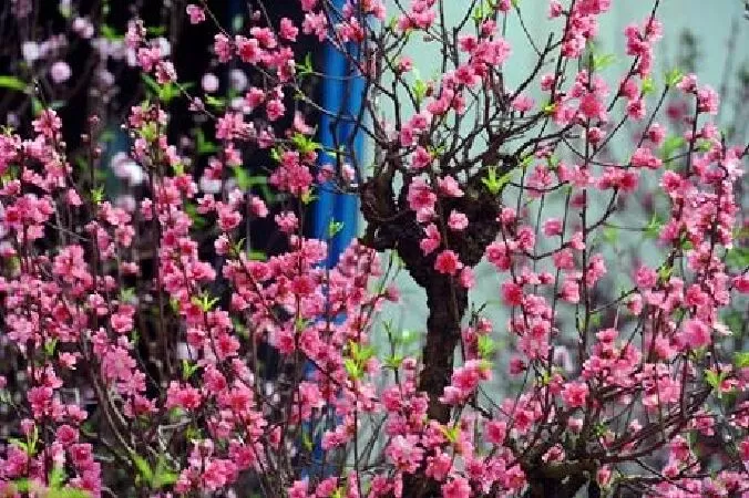 Top 12 loại hoa biểu trượng cho sự giàu sang phú quý trong dịp năm mới