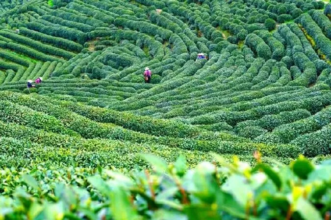 Đồn điền trà Long Tỉnh
