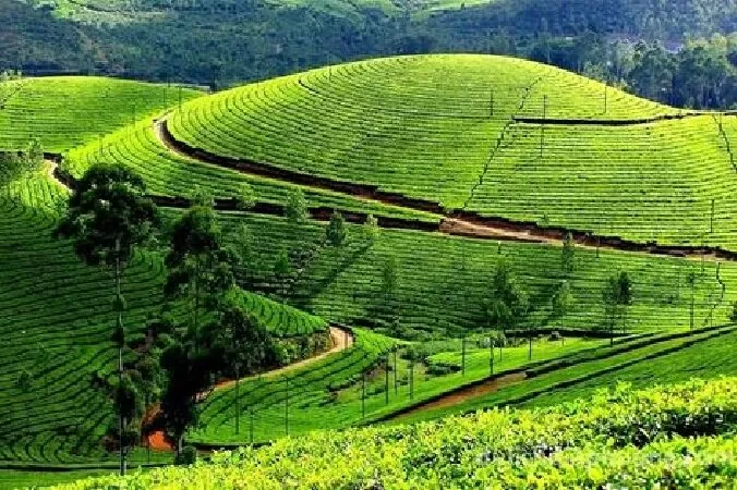 Chè Tân Cương