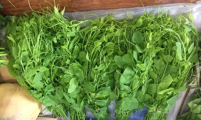 Rau rừng