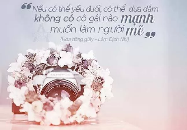 Hoa Hồng Giấy
