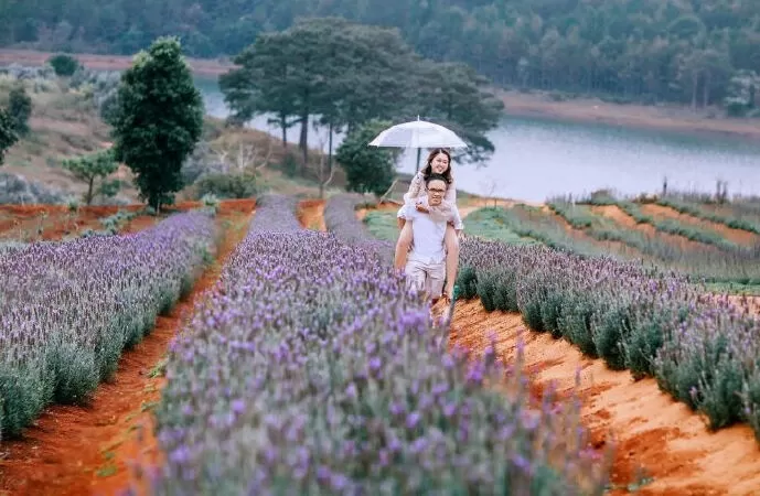 Cánh đồng Lavender hồ Tuyền Lâm
