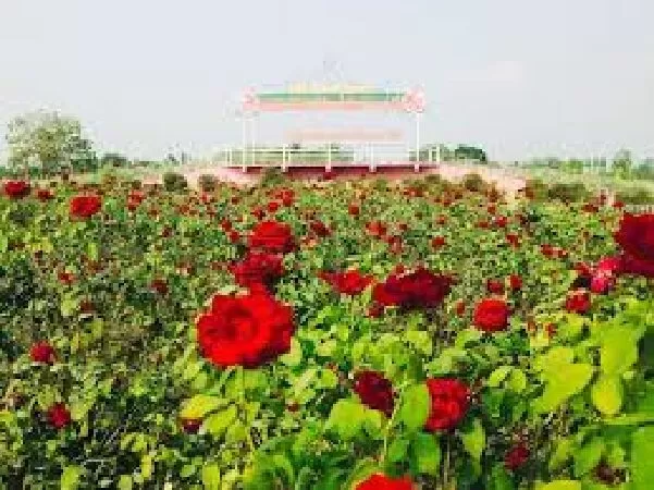 Cánh đồng hoa hồng