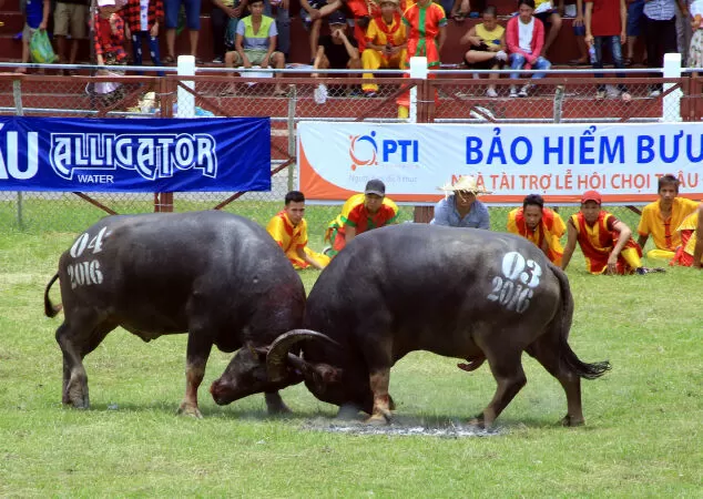 Bài số 5 - Thuyết minh lễ hội Chọi trâu