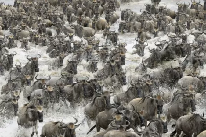 Công viên quốc gia SERENGETI, TANZANIA