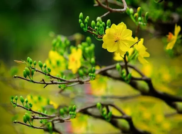 Bài số 5 - Thuyết minh về loài hoa mai