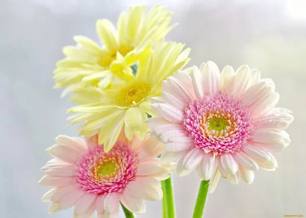 Top 10 bài văn mẫu hay nhất thuyết minh về loài hoa yêu thích