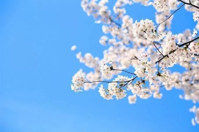 Bài số 7 - Thuyết minh về loài hoa đào