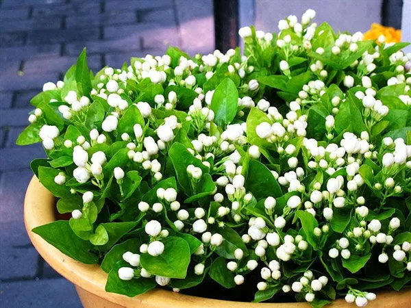 Bài số 9 - Thuyết minh về loài hoa nhài