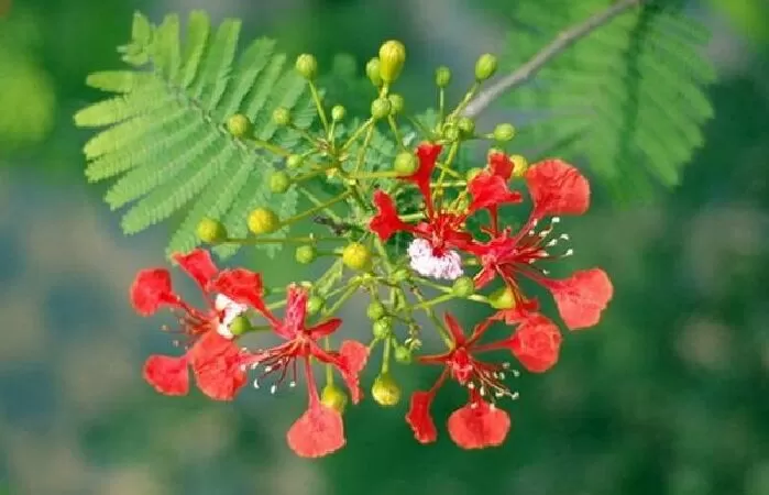 Bài số 10 - Thuyết minh về hoa phượng vĩ