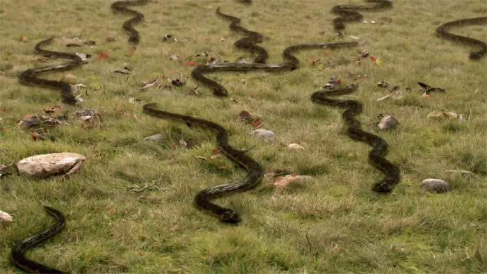 Vipers